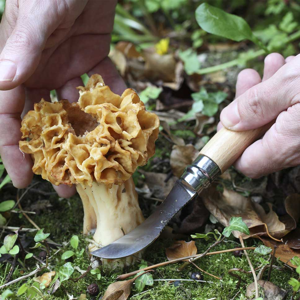 N08 Champignon - Couteau | Opinel