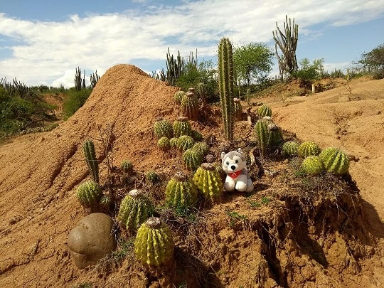 Peluche Alpha - Equipement Outdoor | Chullanka