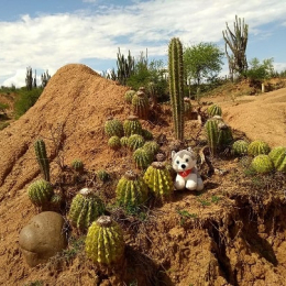 Peluche Alpha - Equipement Outdoor | Chullanka