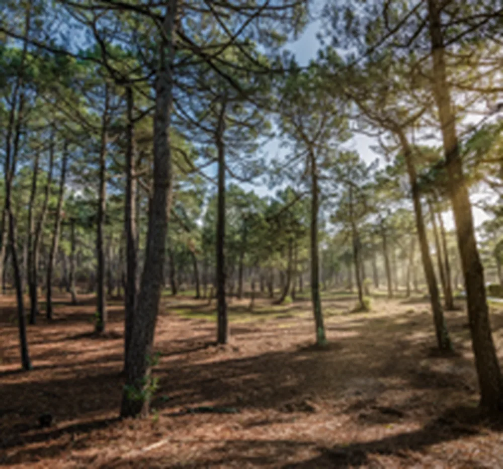 Le Bois du Burck — Une parenthèse nature à Mérignac