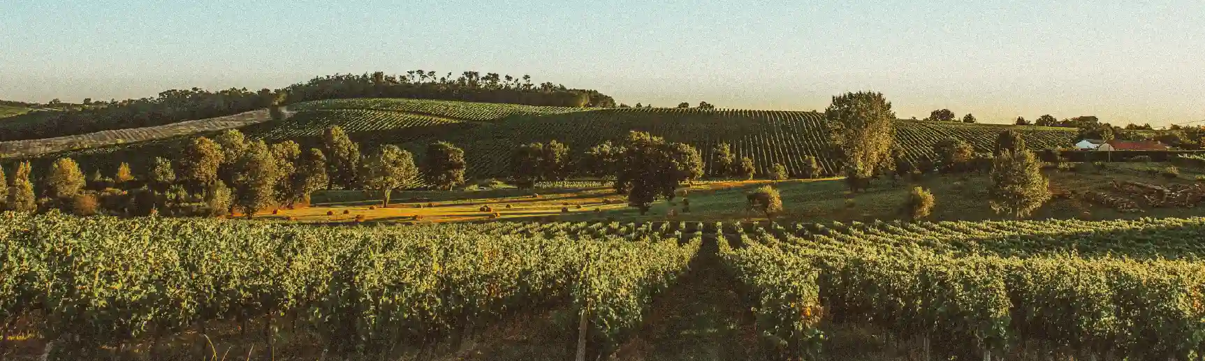 Chullanka Bordeaux
